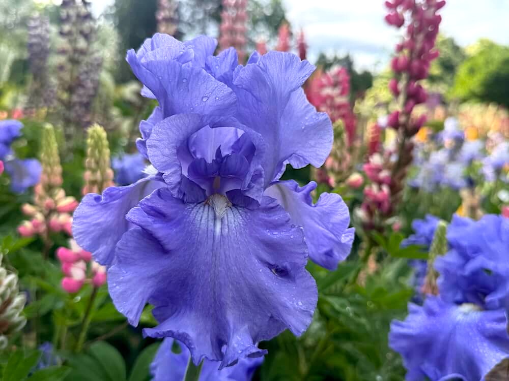 Iris 'Fiesta in Blue'